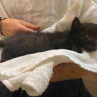 画像290