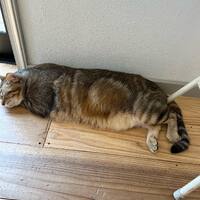 画像533